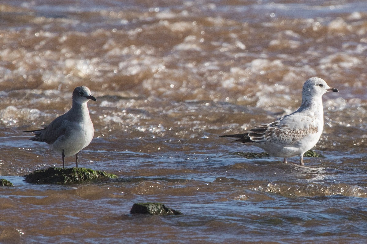 Short-billed Gull - ML611267298