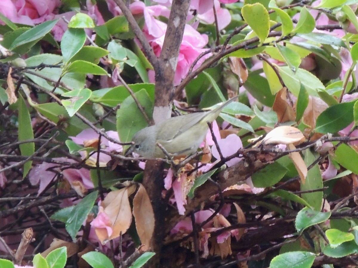 Orange-crowned Warbler (Gray-headed) - ML611267346