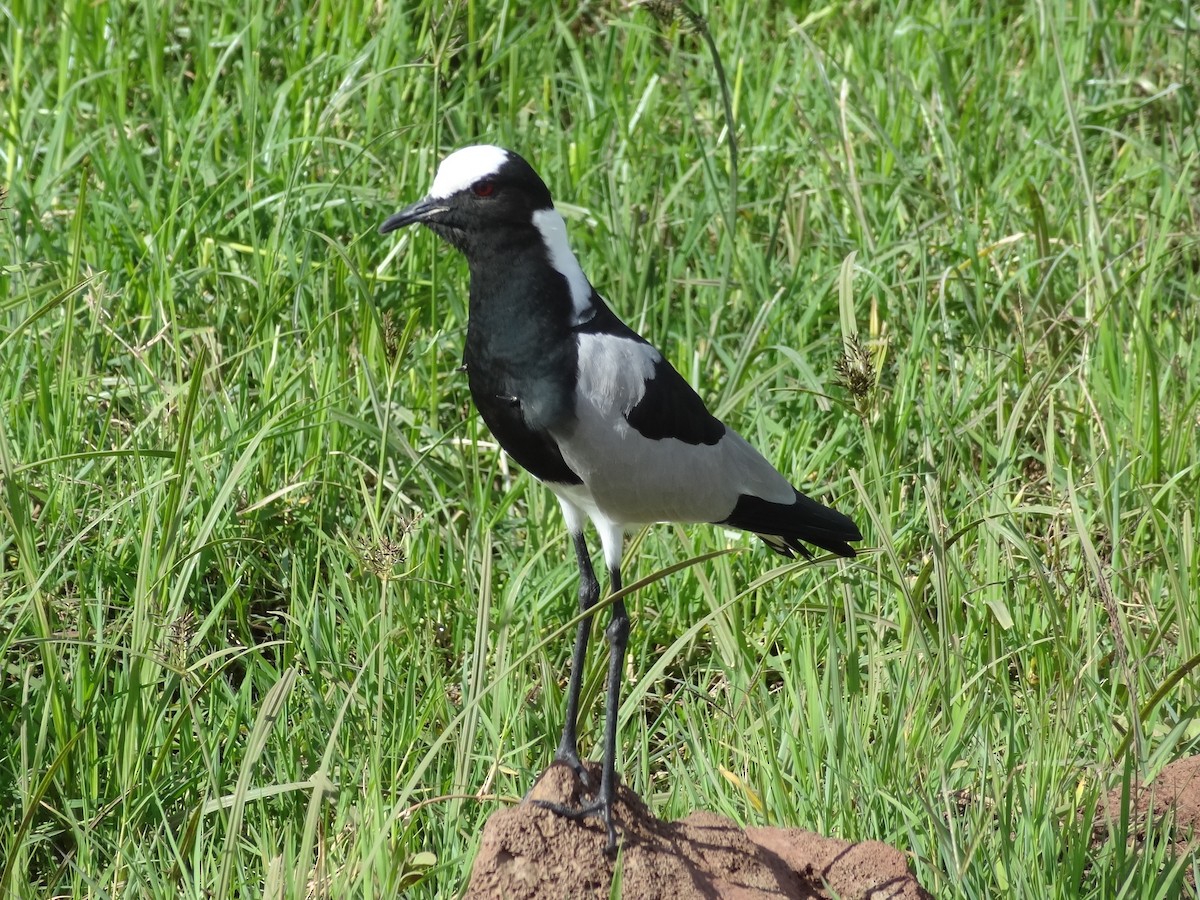 Blacksmith Lapwing - ML611267408