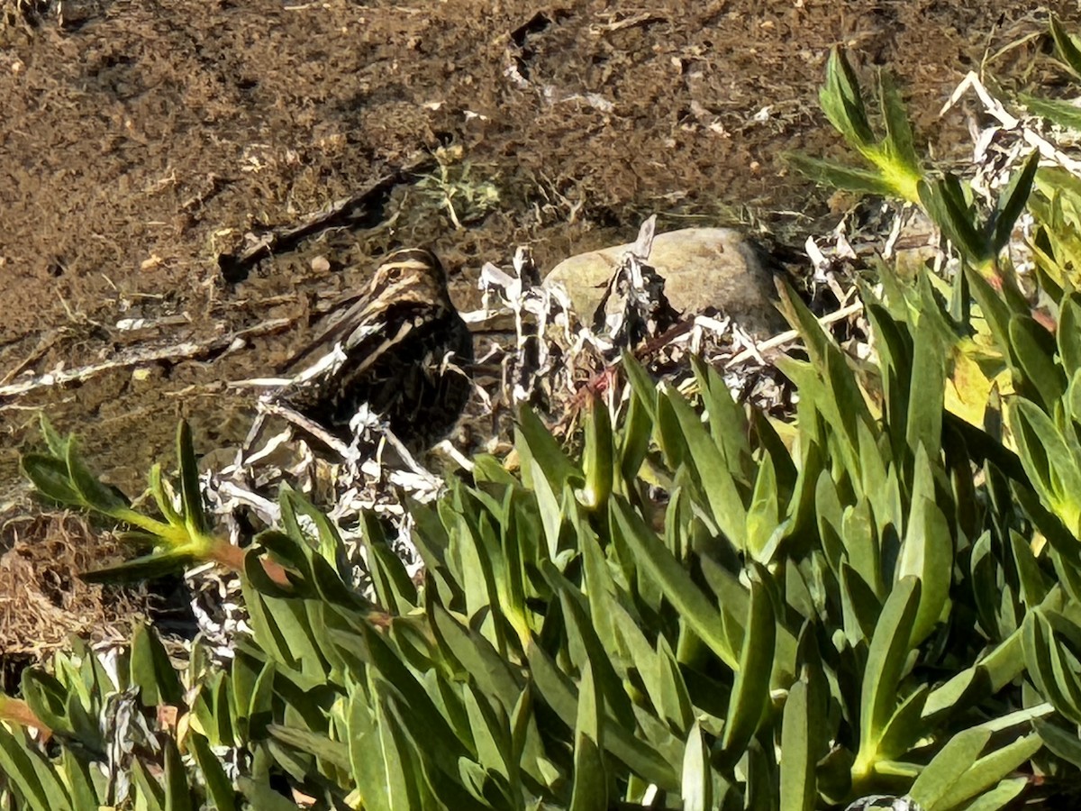 Common Snipe - Sander Willems