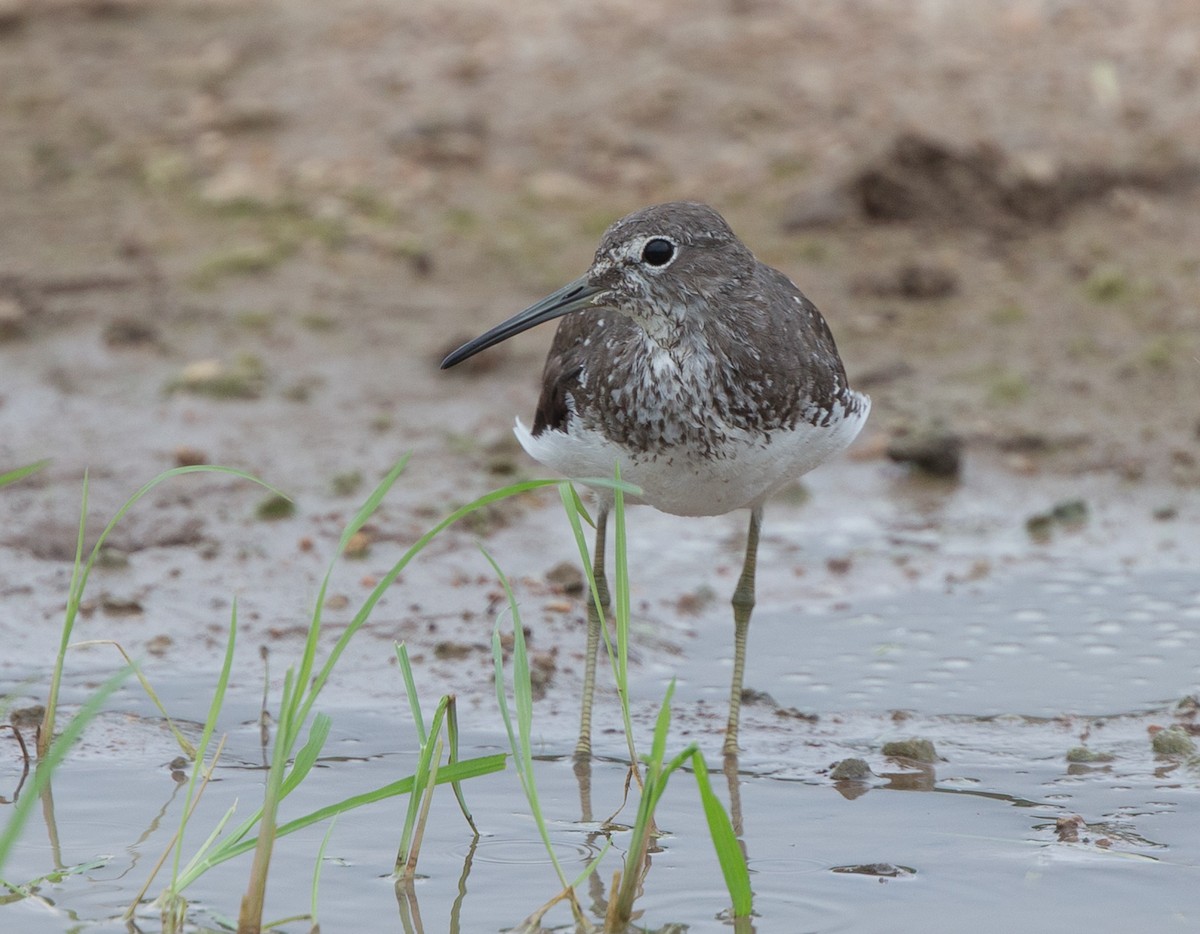 Green Sandpiper - Simon Colenutt