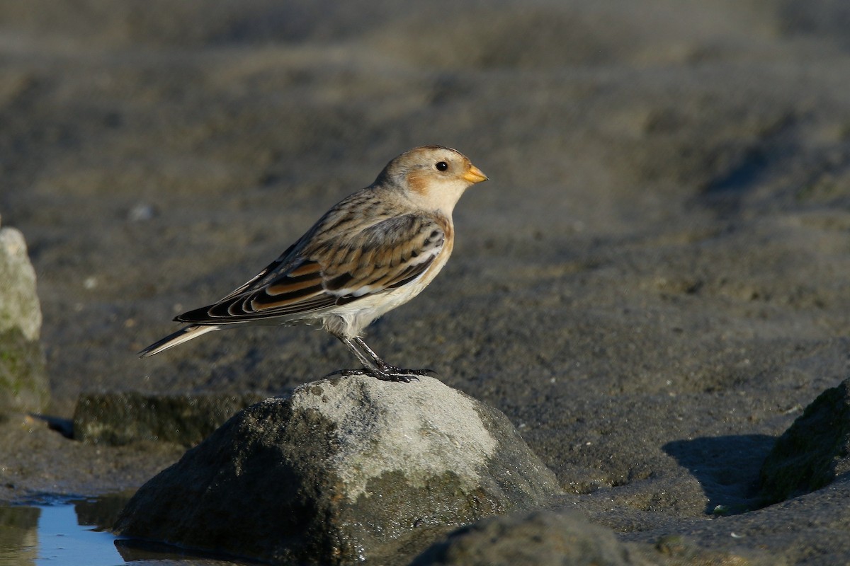 Snow Bunting - ML611267465