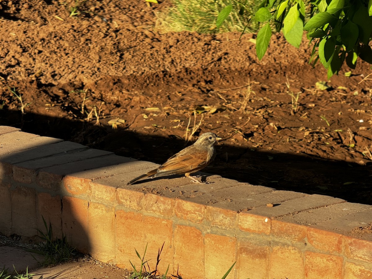 House Bunting - ML611267558