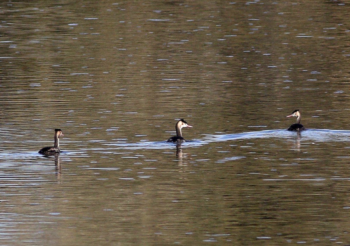 Great Crested Grebe - Miguel García