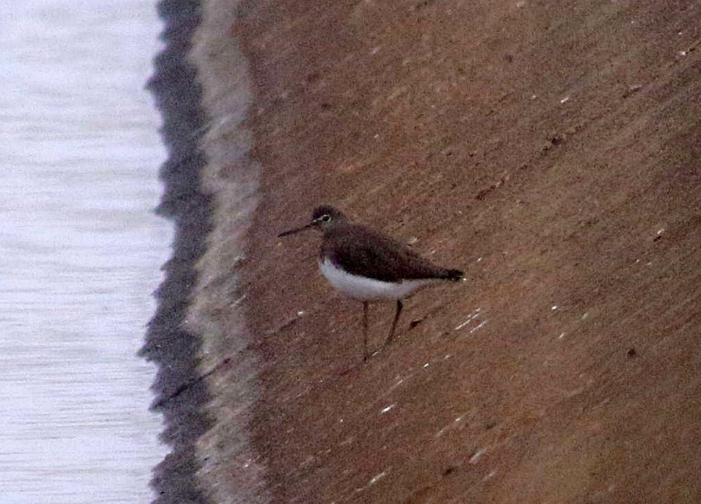 Green Sandpiper - Miguel García