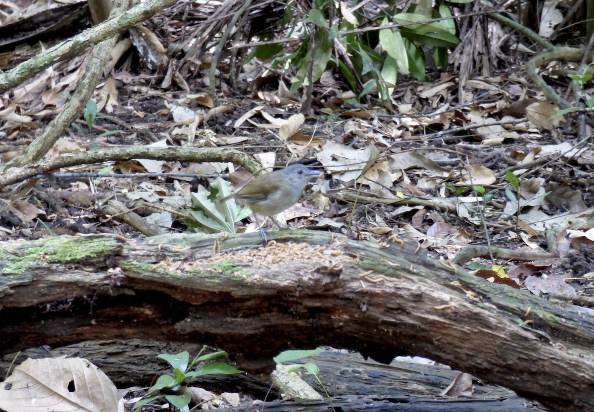 Gray-cheeked Tit-Babbler - ML611267760