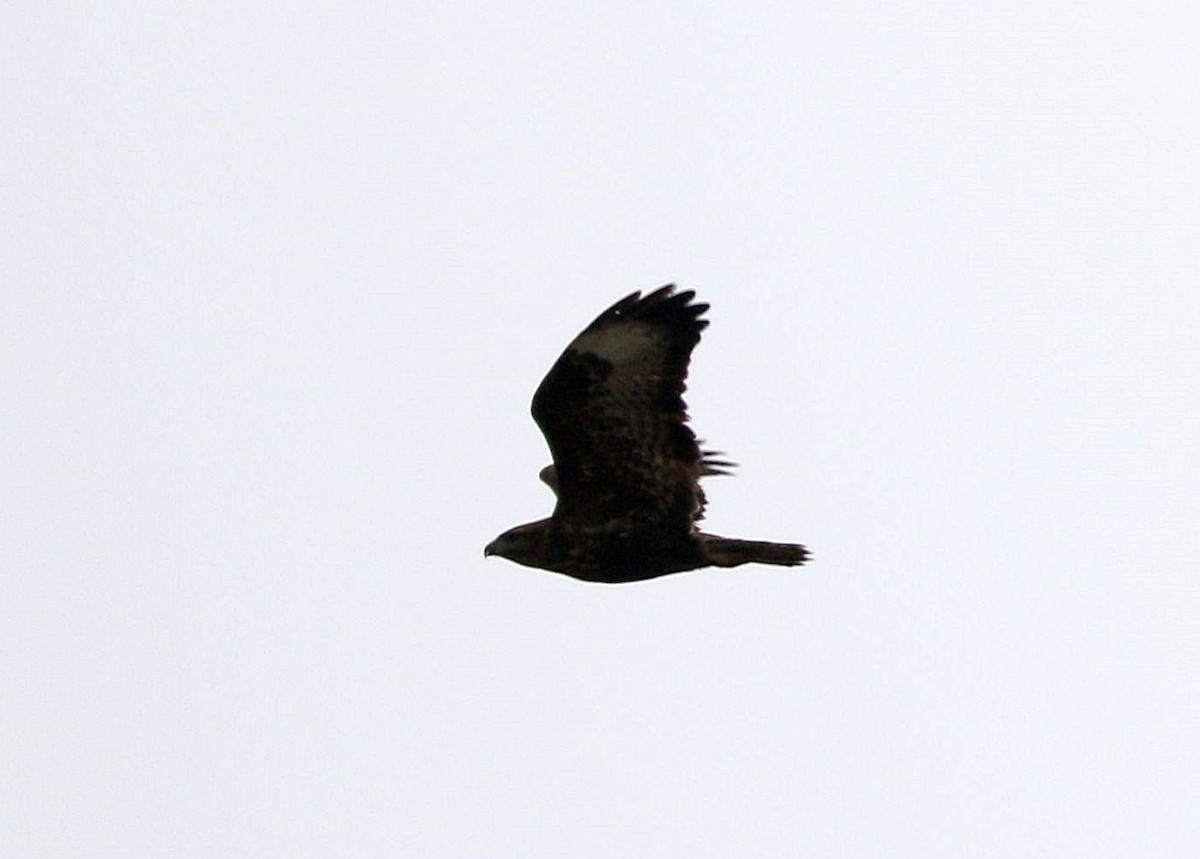 Common Buzzard - ML611267780