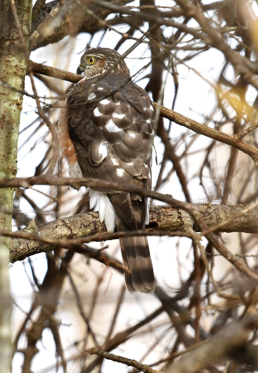 Sharp-shinned Hawk - ML611267837