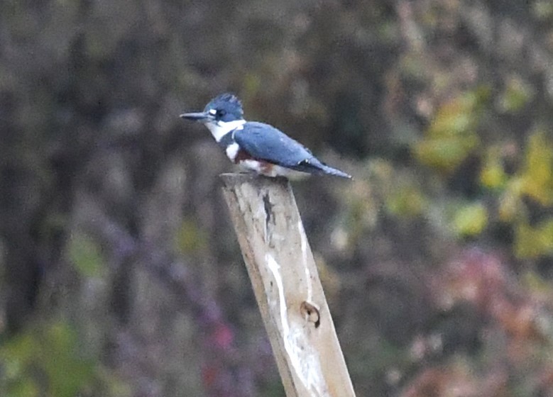 Belted Kingfisher - ML611267842