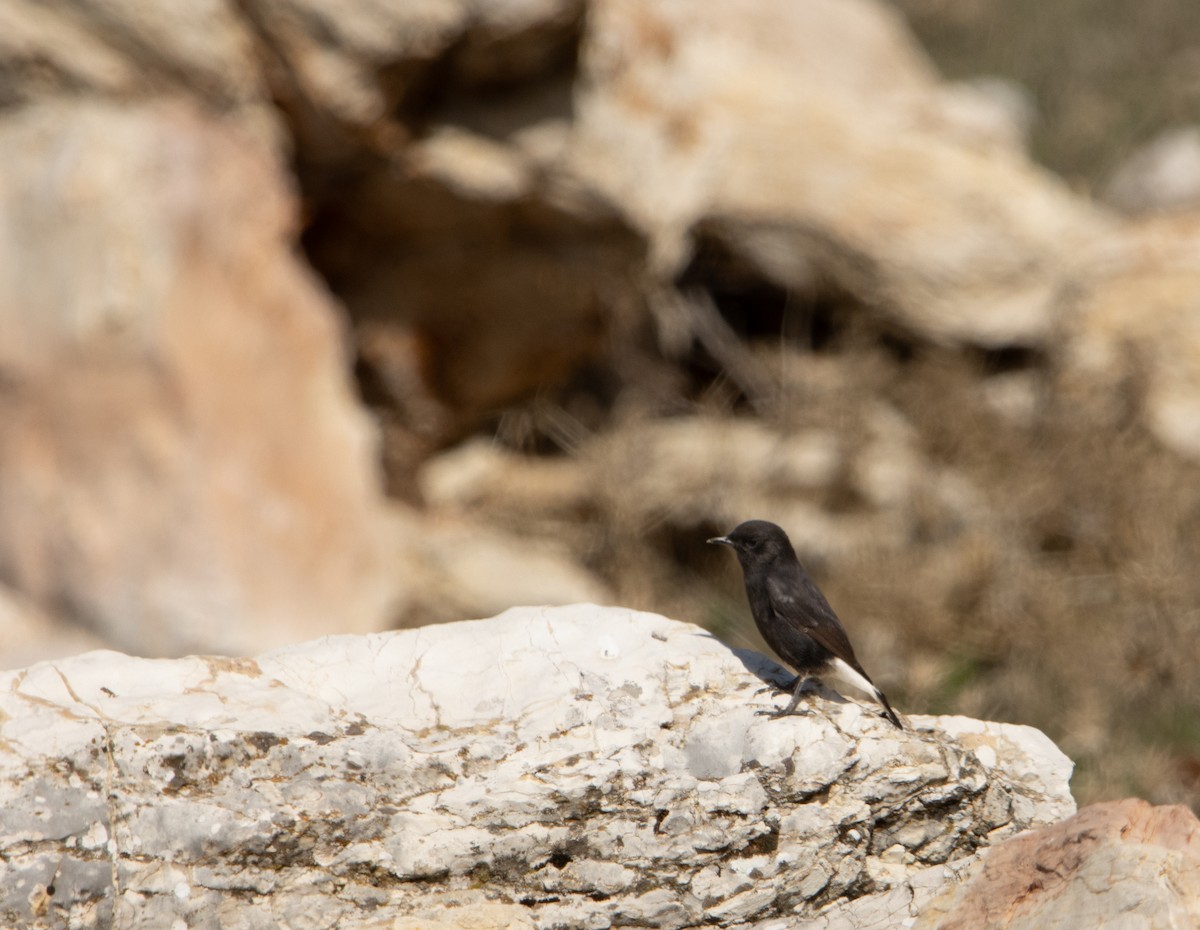 Black Wheatear - ML611267925