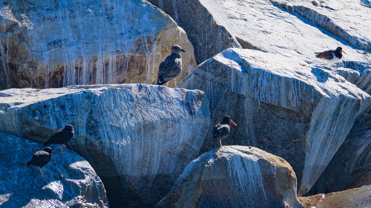 American Oystercatcher - Dave Dorn