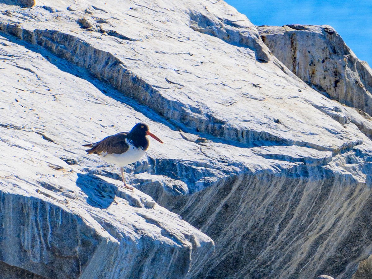 American Oystercatcher - Dave Dorn