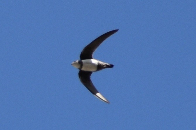 Alpine Swift - ML611268013