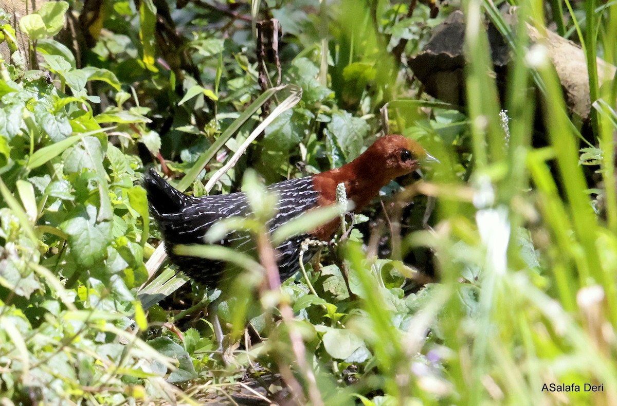 Red-chested Flufftail - ML611268101