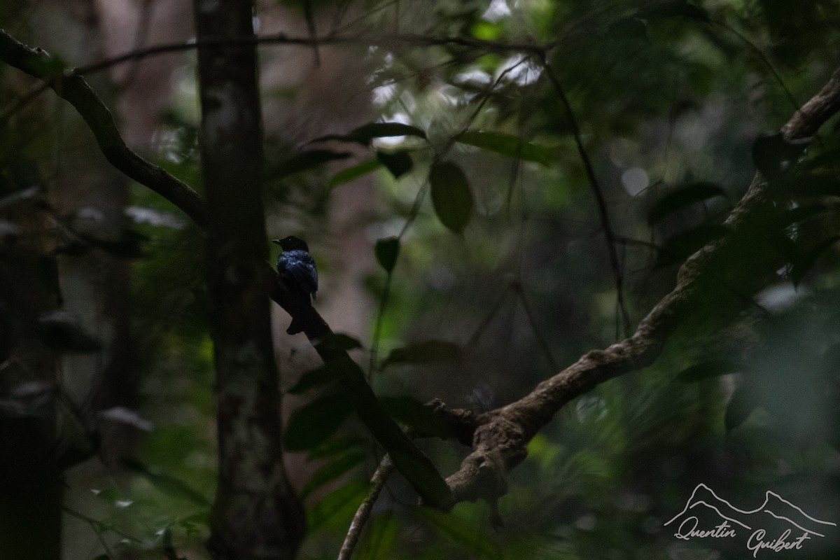 Drongo de forêt - ML611268161