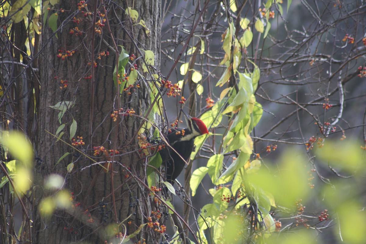 Pileated Woodpecker - Greg Lawrence