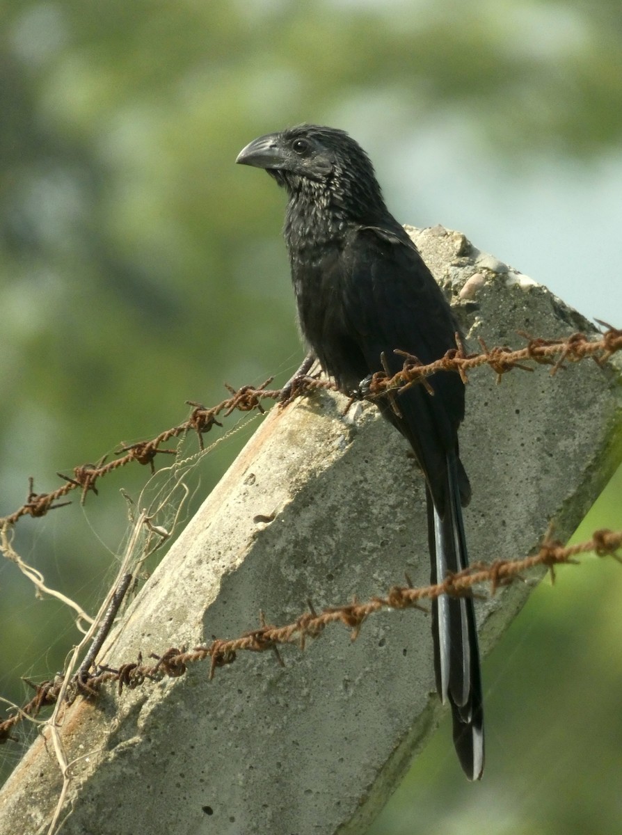 Groove-billed Ani - ML611268193