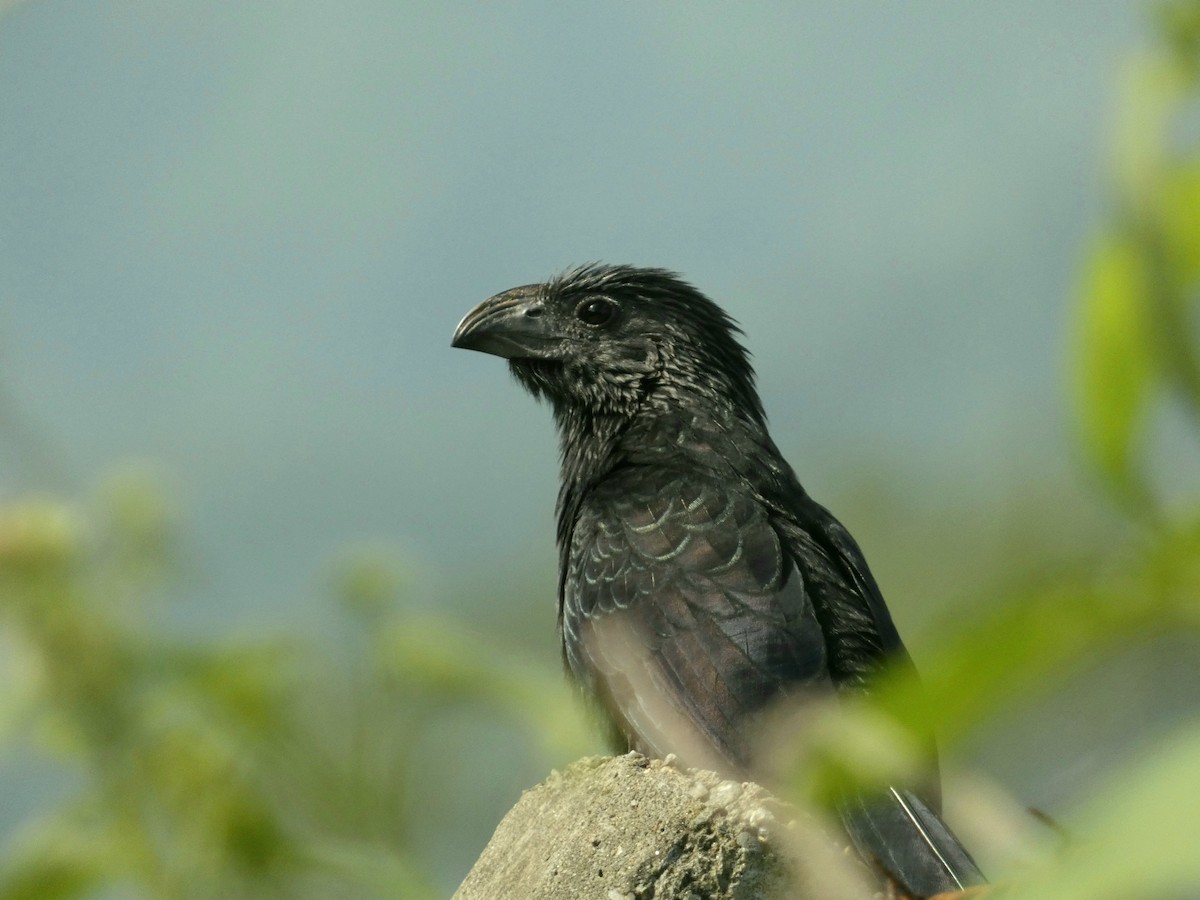 Groove-billed Ani - ML611268194