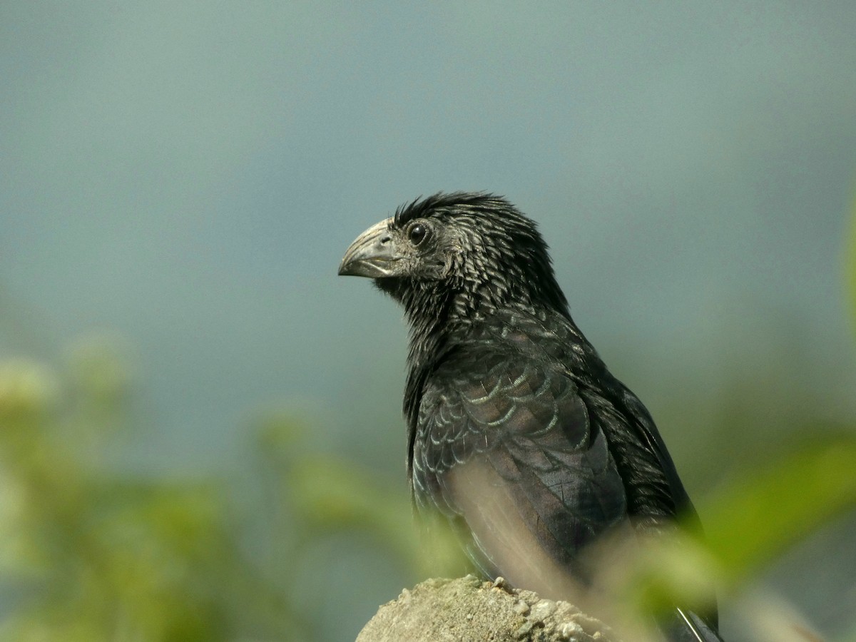 Groove-billed Ani - ML611268195