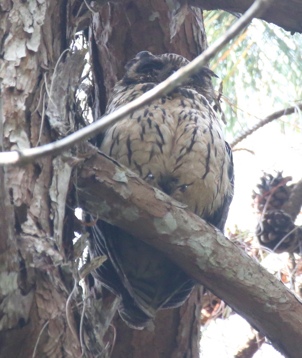 Madagaskar Kulaklı Baykuşu - ML611268196