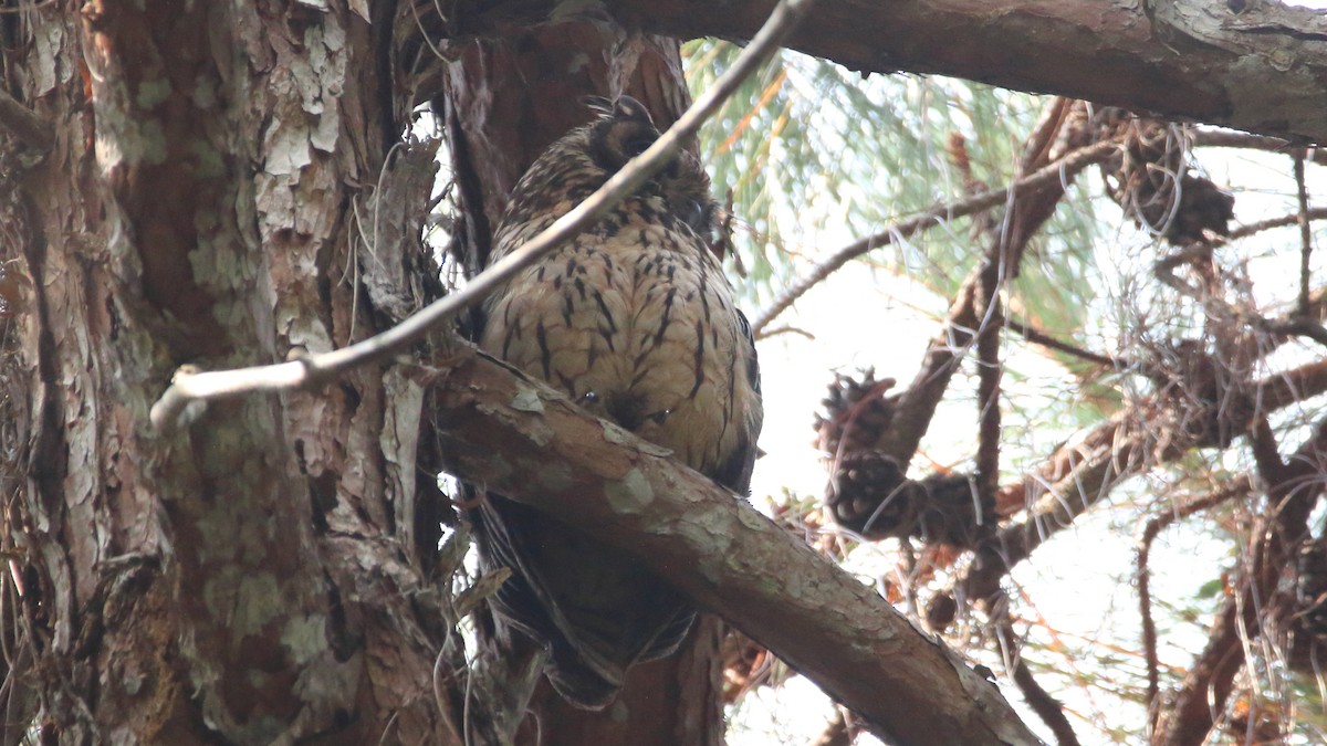 Madagaskar Kulaklı Baykuşu - ML611268197