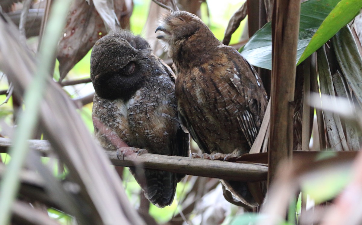 Madagascar Scops-Owl (Rainforest) - Rick Folkening