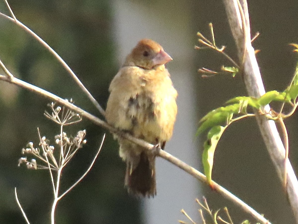 Blue Grosbeak - ML611268379