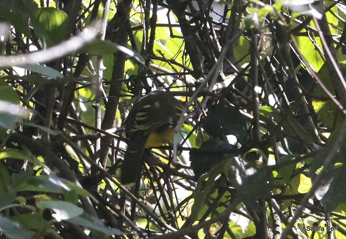 Lagden's Bushshrike (Eastern) - ML611268456