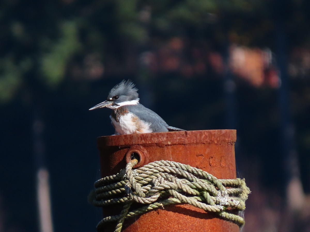 Belted Kingfisher - ML611268657