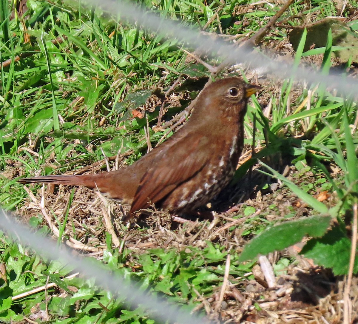 Fox Sparrow - ML611268771