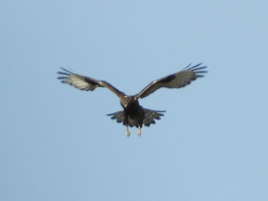 Rough-legged Hawk - ML611268791