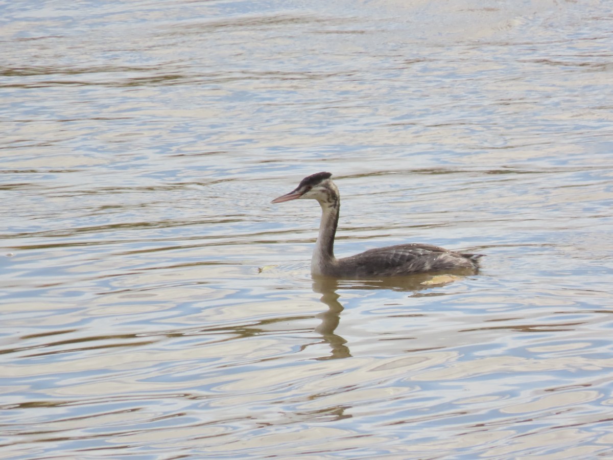 Great Crested Grebe - ML611268831