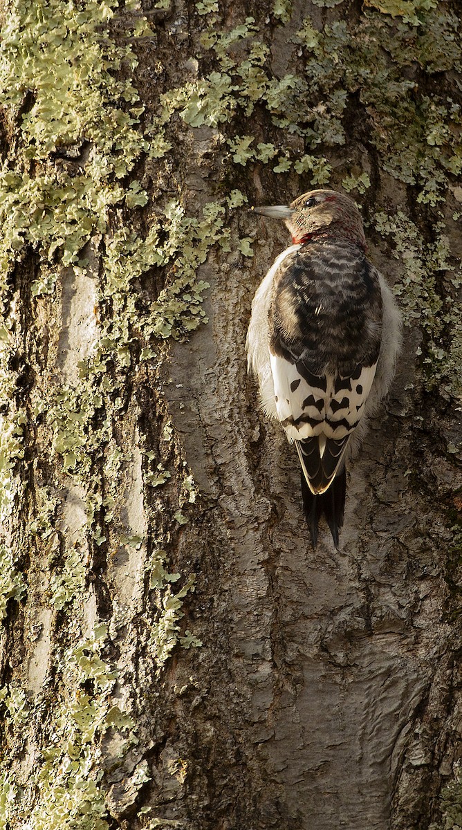 Red-headed Woodpecker - ML611268843