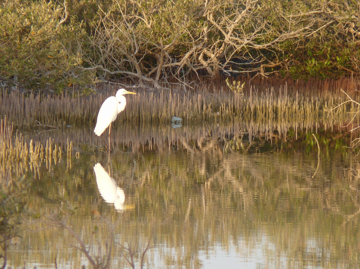 Great Egret - Wieland Heim