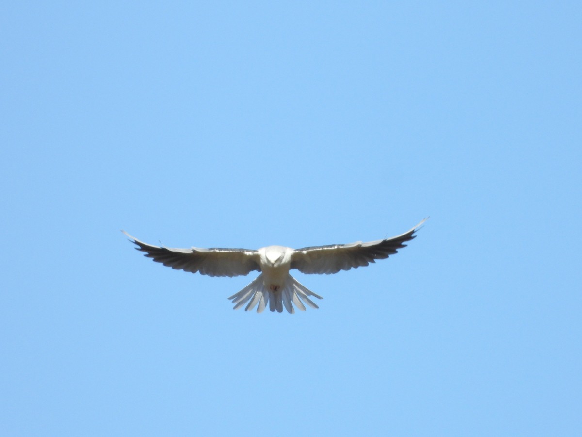 White-tailed Kite - Hugo Ivan Arteaga Isidro