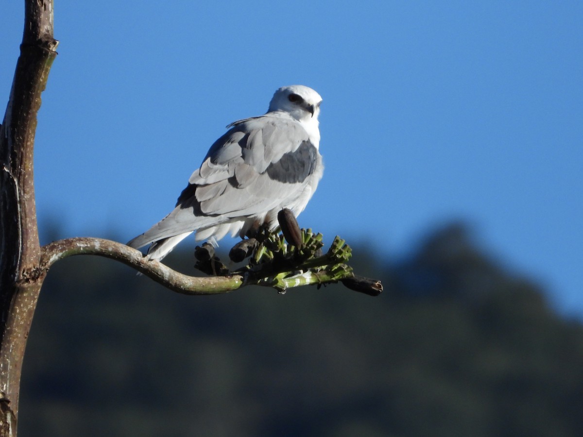 White-tailed Kite - ML611268945