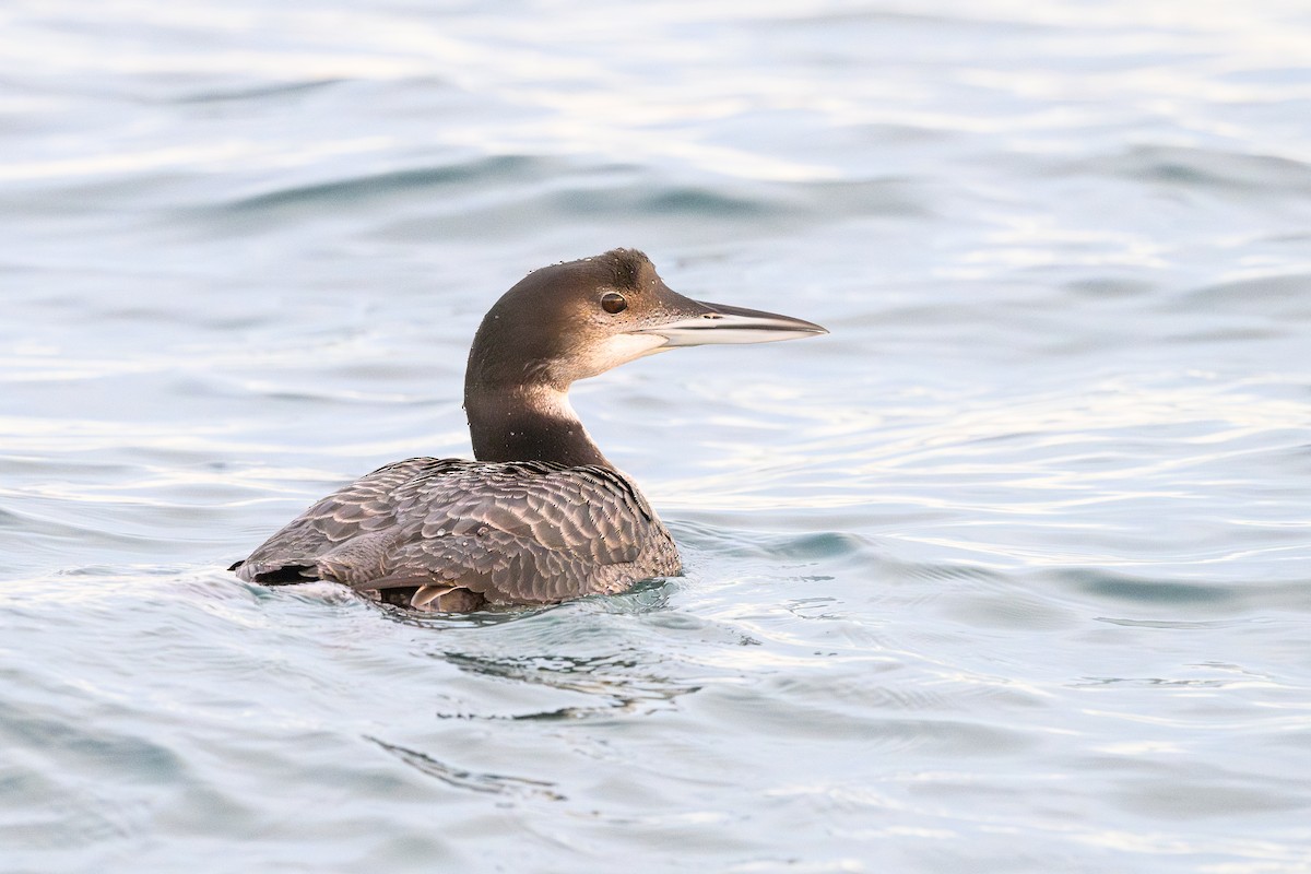 Common Loon - Sébastien Roques