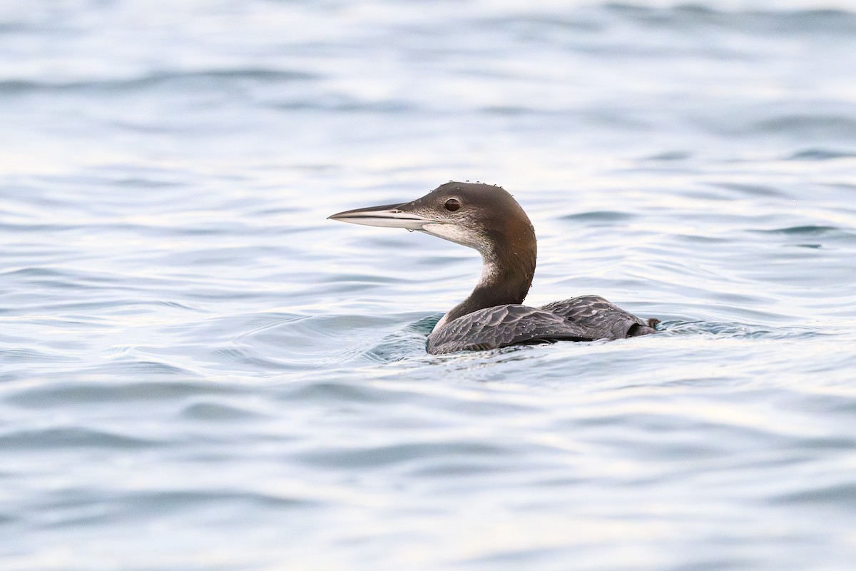 Common Loon - Sébastien Roques