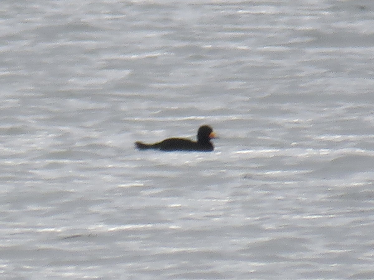 Black Scoter - ML611269028