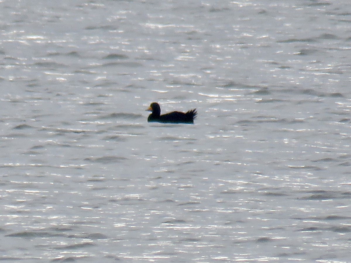 Black Scoter - ML611269029