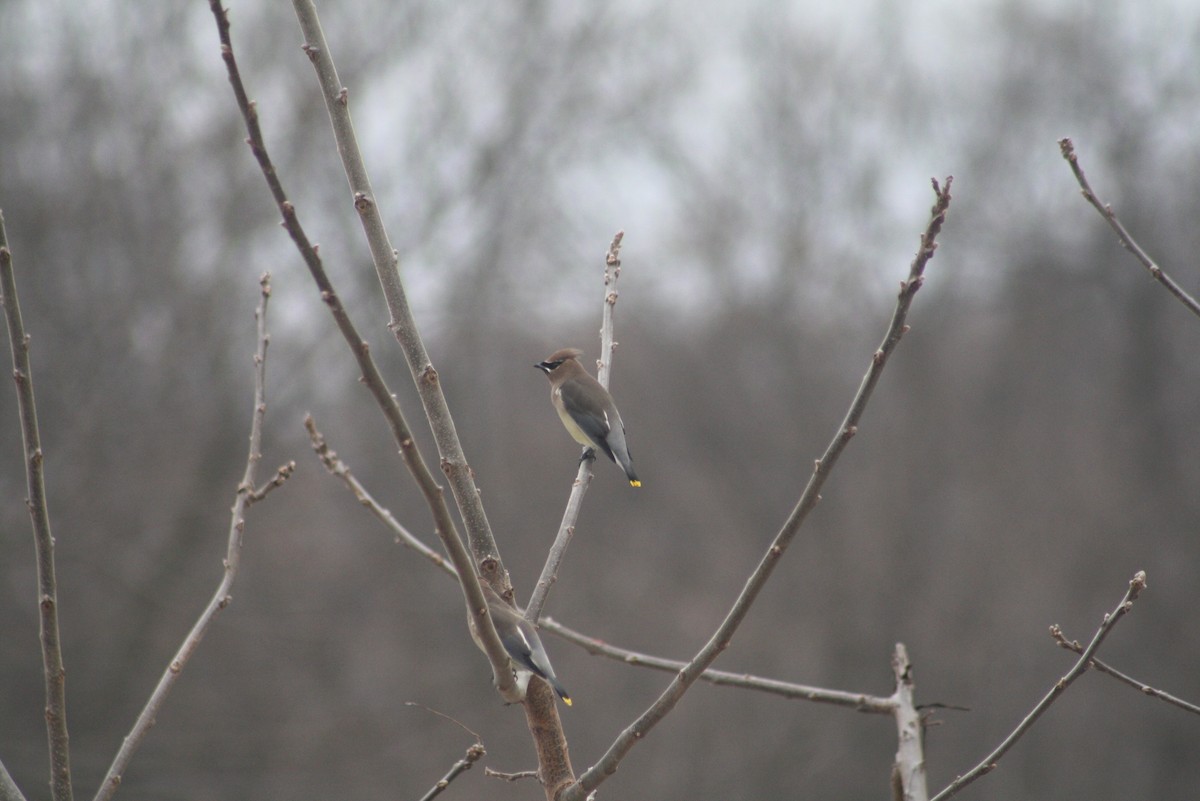 Cedar Waxwing - Greg Lawrence