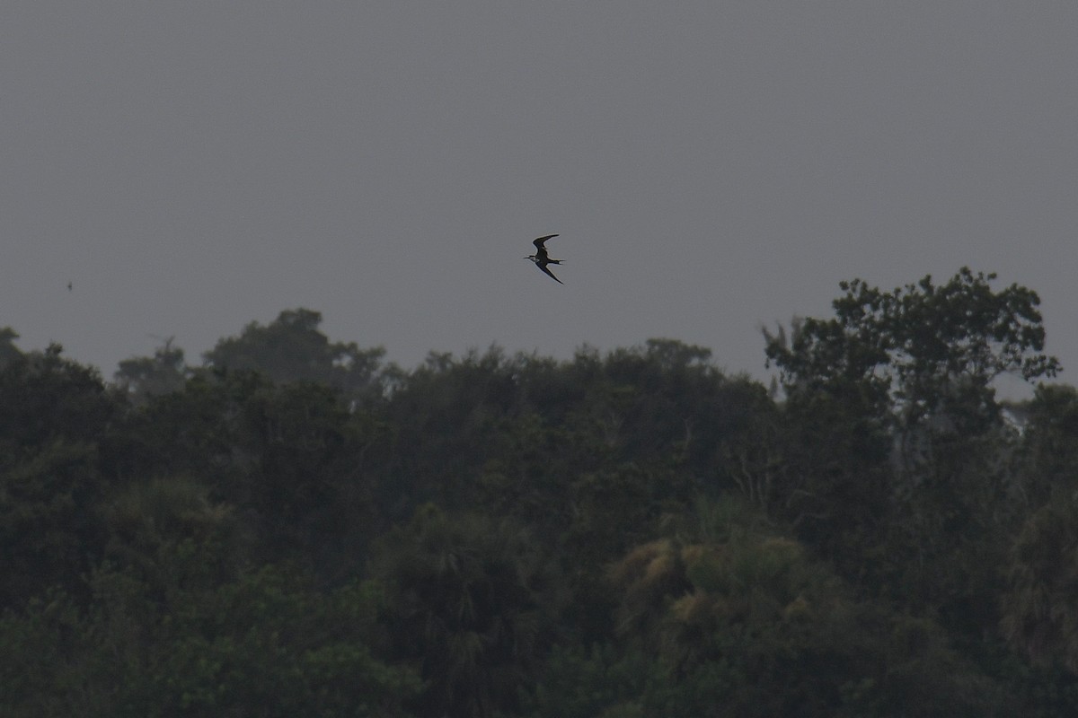 Sooty Tern - ML611269091