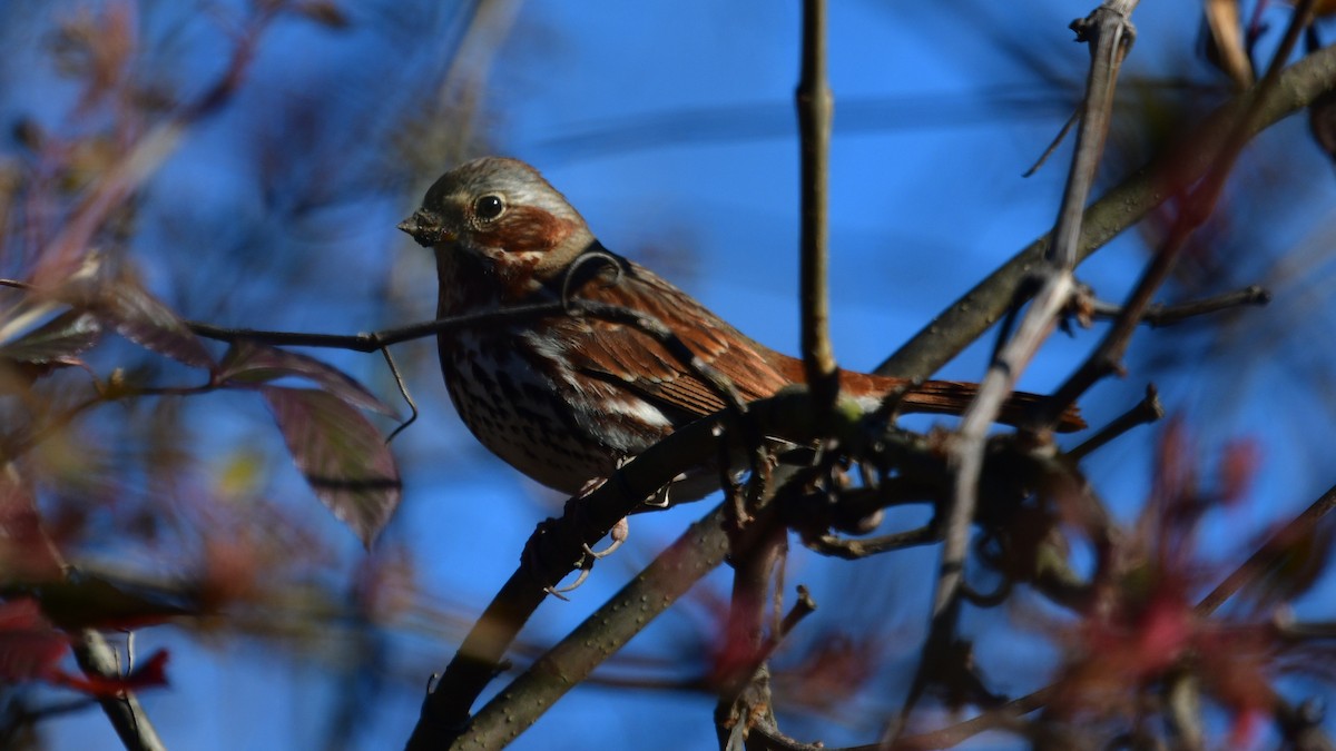 Fox Sparrow (Red) - Carl Winstead