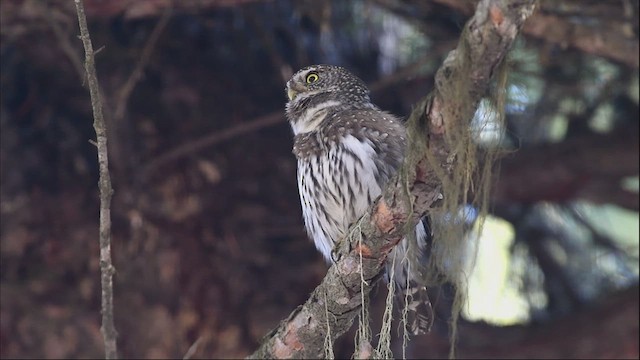 Northern Pygmy-Owl (Rocky Mts.) - ML611269127