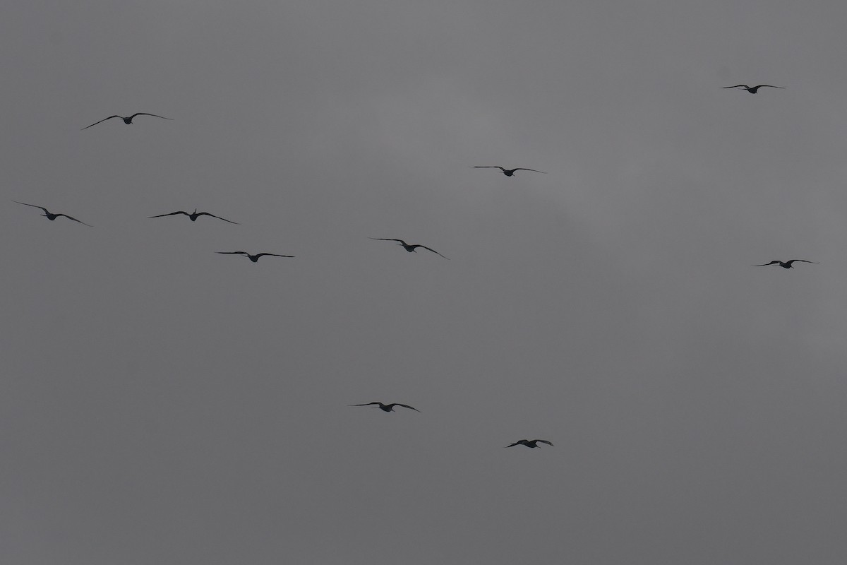 Magnificent Frigatebird - ML611269151