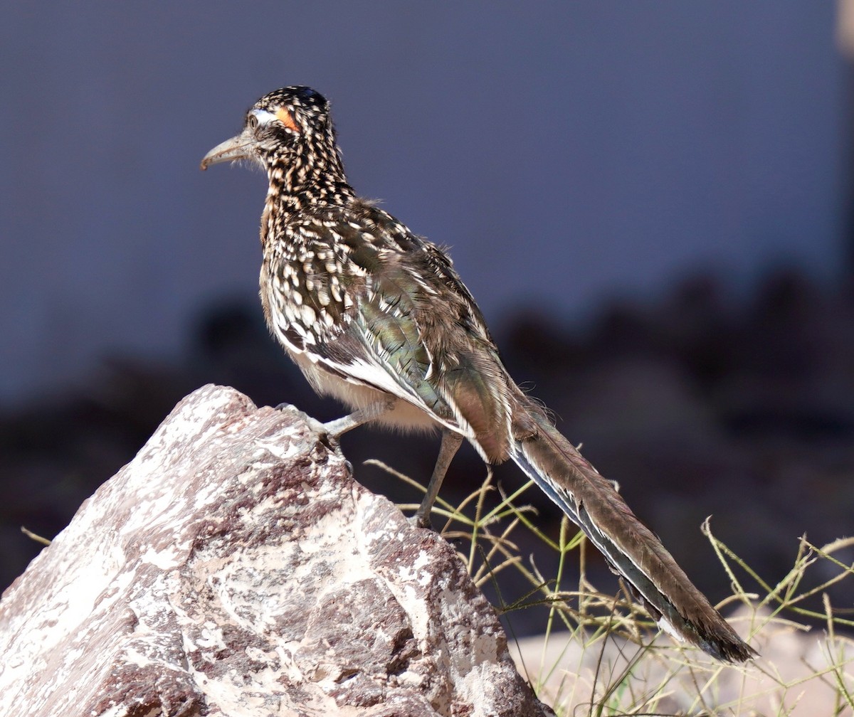 Greater Roadrunner - ML611269175