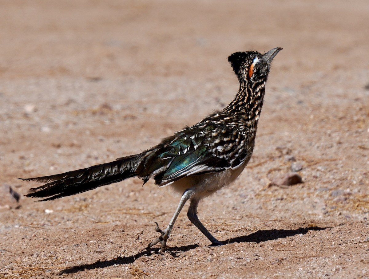 Greater Roadrunner - ML611269181