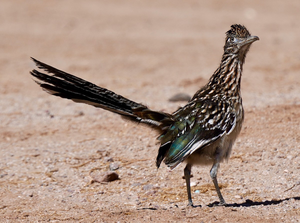 Greater Roadrunner - ML611269185