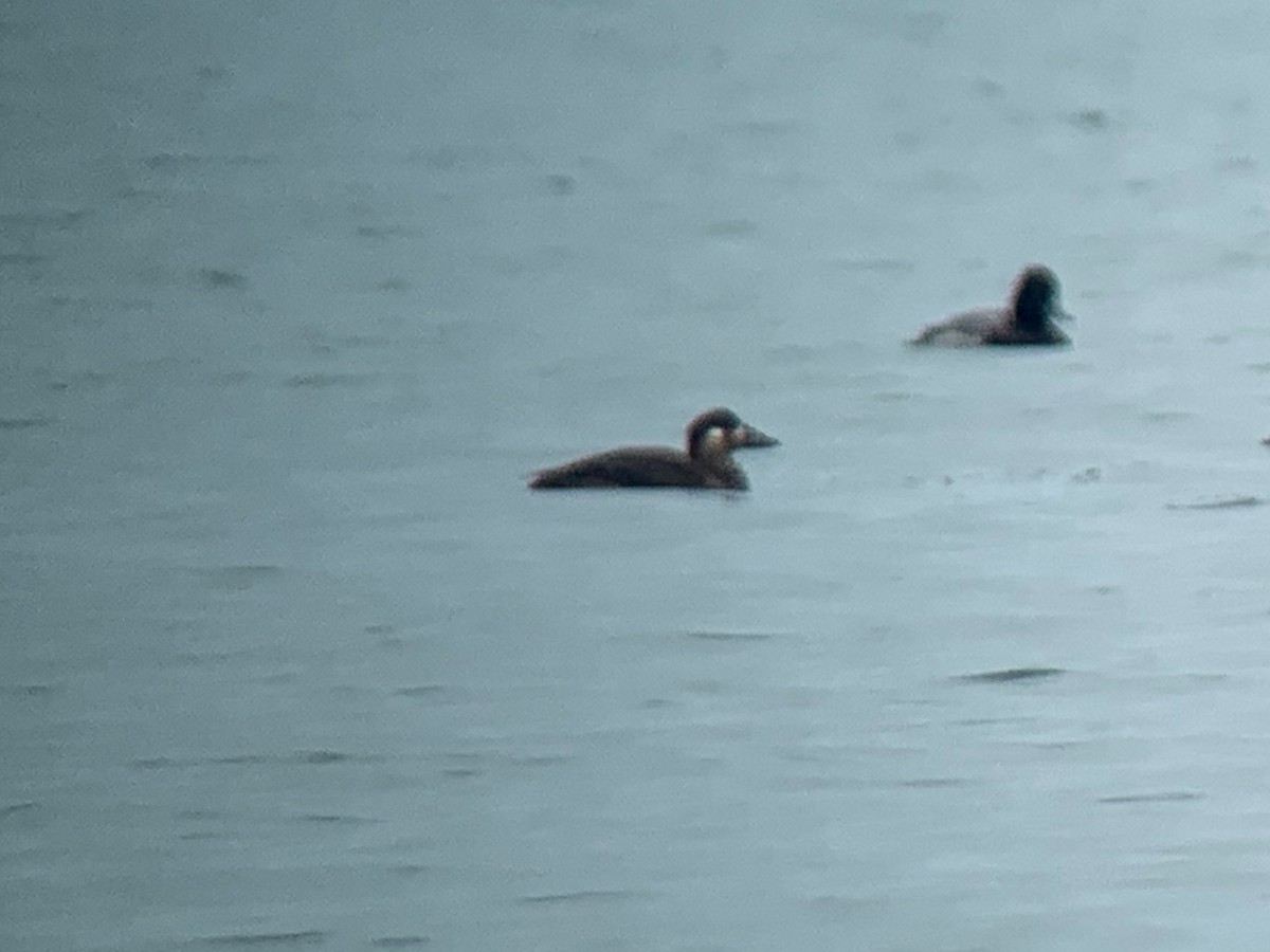 Surf Scoter - Paul Jacyk