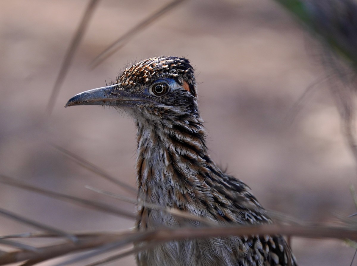 Greater Roadrunner - ML611269189